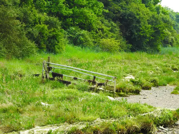 Vecchio Cancello Metallo Senza Recinzione Una Zona Umida — Foto Stock