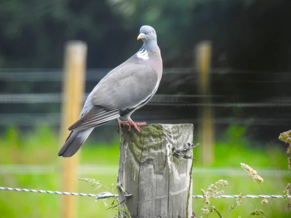 Pigeon Stands Wooden Pole Fence — Stock Photo, Image