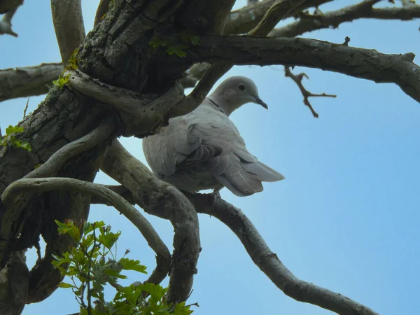 Pigeon Tree Branch Few Leaves Blue Sky — Stock Photo, Image