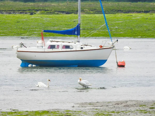 Velero Blanco Azul Está Parado Aguas Poco Profundas Dos Cisnes —  Fotos de Stock