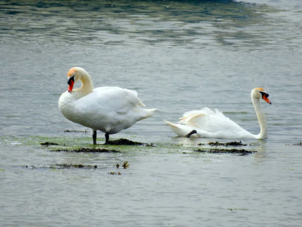 Zwei Weiße Schwäne Flachen Wasser Ein Schwan Steht Und Der — Stockfoto