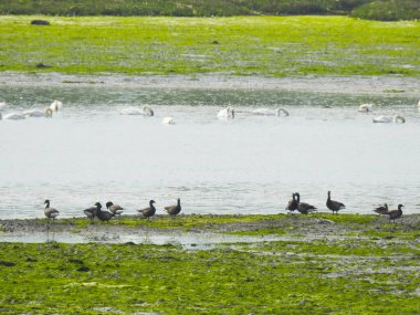 Sudaki bir grup beyaz kuğu gelgit alanında ve kıyıda duran bir grup kaz görülüyor.