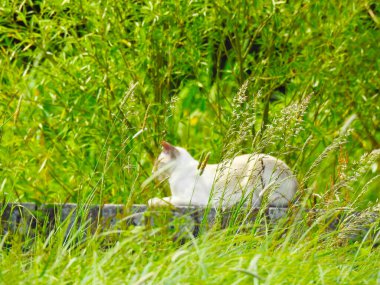 Beyaz bir kedi, yeşil çimenlerin arasında, tuğla bir duvarda yatıyor.