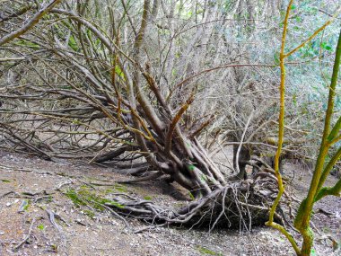 Birçok dalı ve görünür kökleri olan devrilmiş bir ağaç.
