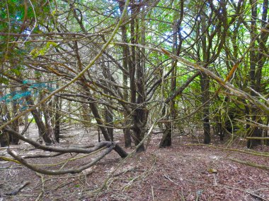 Güneşli bir günde porsuk ormanı manzarası