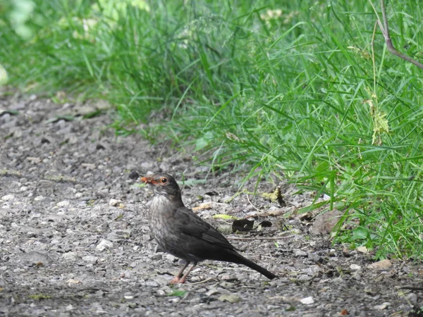 Black Slightly Gray Bird Stands Path Green Grass — Stock Photo, Image