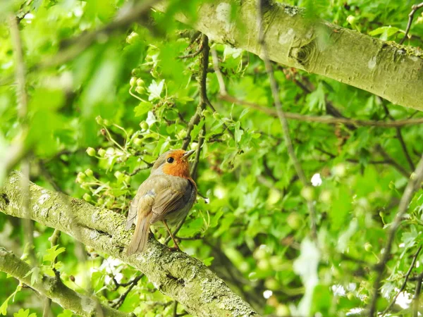 Seekor Burung Kecil Berdiri Cabang Pohon Dan Menonton — Stok Foto