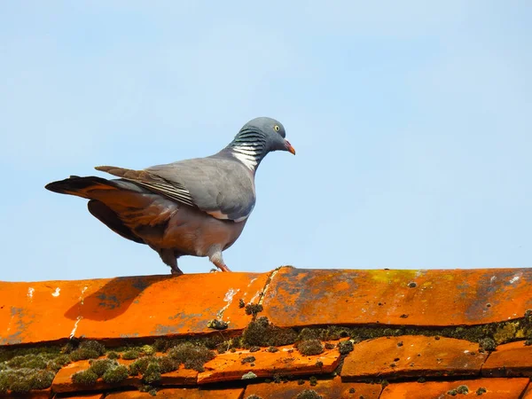 Pigeon Stands Ridge Old Roof Bright Blue Sky — Stock Photo, Image