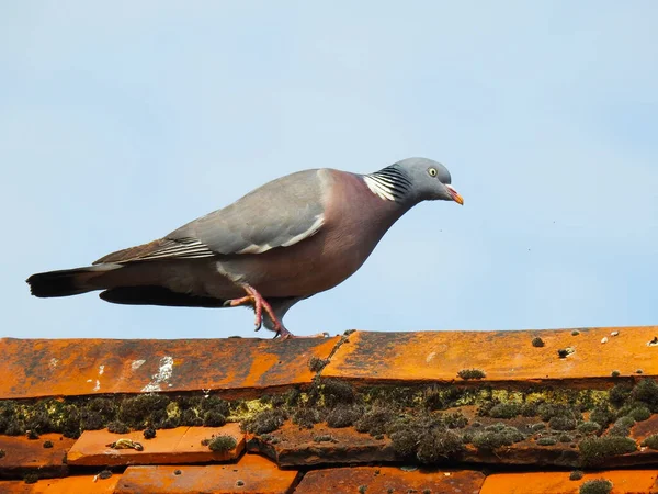 Pigeon Goes Ridge Old Roof Bright Blue Sky — Stock Photo, Image