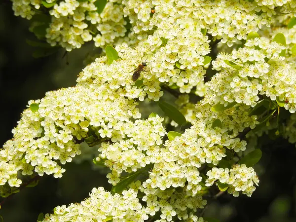 Mycket Många Vita Blommor Busken Med Insekt — Stockfoto