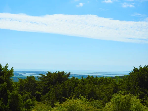 Orman ağaçlarından gölgeler ve mavi gökyüzü ile uzak ufuk.
