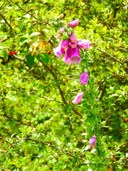 Fleurs Sauvages Forêt Couleur Rose Sur Stemspink — Photo