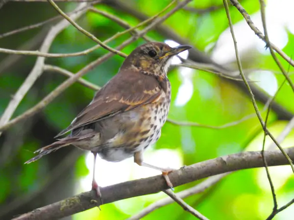 Seekor Burung Kecil Coklat Memegang Ranting — Stok Foto