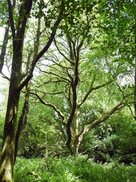 Gamla Grenade Lövträd Skogen — Stockfoto