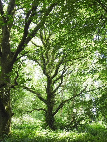 Alte Weitverzweigte Laubbäume Wald — Stockfoto