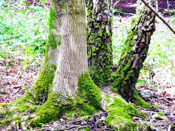 緑の苔で覆われた3本の幹 — ストック写真