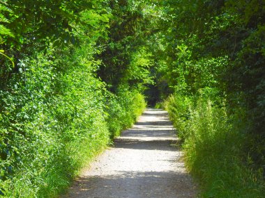 Çevresi yeşilliklerle çevrili yayalar ve bisikletçiler için katılaşmış yol