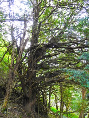 Sayısız dalı olan yaşlı bir ağaç.