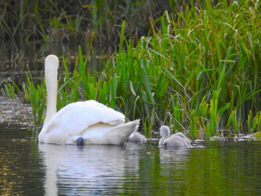 Kuğu anne ve küçük kuğular gölet suyunda