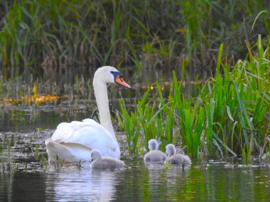 Kuğu anne ve küçük kuğular gölet suyunda