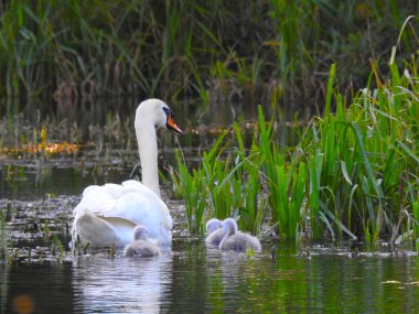 Kuğu anne ve küçük kuğular gölet suyunda