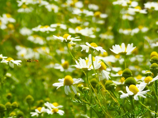 Çayırda sayısız papatya çiçeği