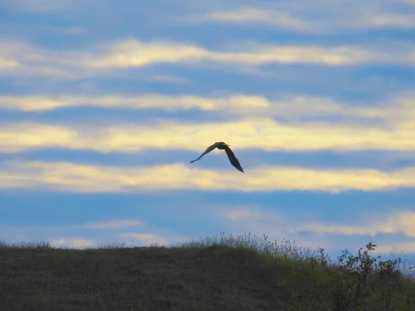 Gökyüzünün yatay beyaz ve mavi çizgileri ve akşam vakti uçan bir kuş.