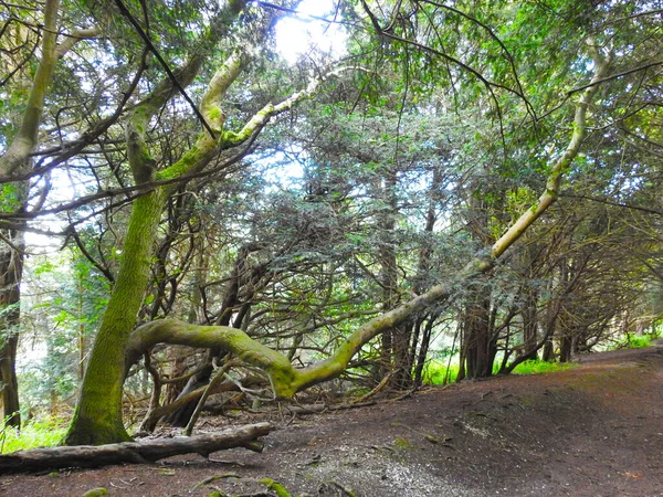 Ormandaki patika boyunca ağaçların manzarası