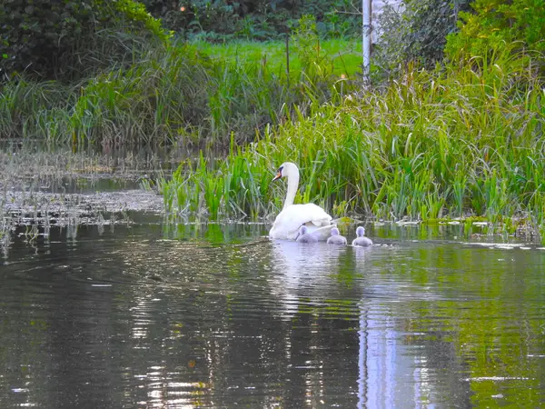 Schwanenmutter Und Kleine Schwäne Auf Dem Teichwasser — Stockfoto