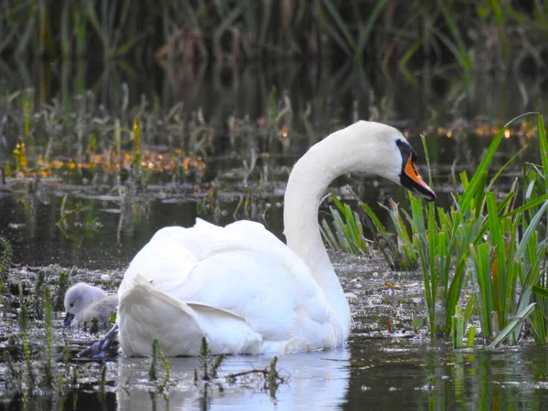 Schwanenmutter Und Kleine Schwäne Auf Dem Teichwasser — Stockfoto