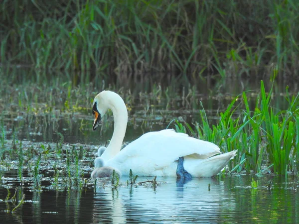 Schwanenmutter Und Kleine Schwäne Auf Dem Teichwasser — Stockfoto