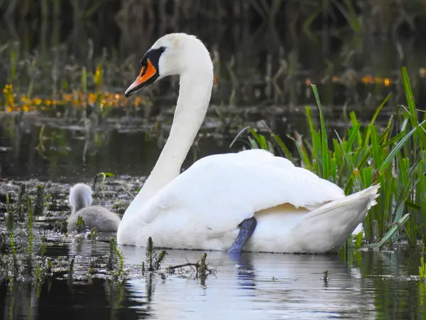 Schwanenmutter Und Kleine Schwäne Auf Dem Teichwasser — Stockfoto