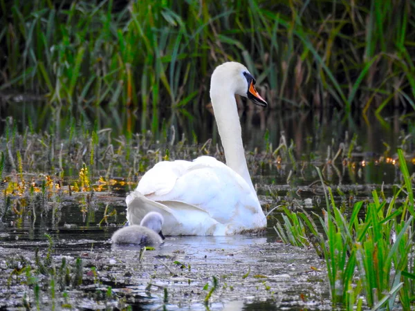 Schwanenmutter Und Kleine Schwäne Auf Dem Teichwasser — Stockfoto