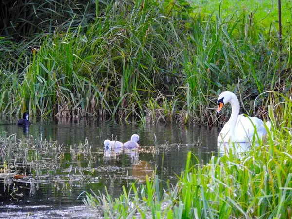 Schwanenmutter Und Kleine Schwäne Auf Dem Teichwasser — Stockfoto