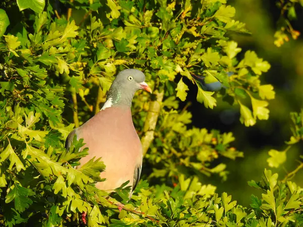 Pigeon Sits Very Deciduous Tree Branch — Stock Photo, Image