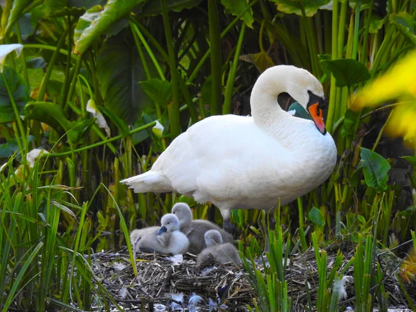 Cigno Madre Piccoli Cigni Nel Nido Fotografia Stock