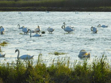 Bir grup kuğu su kenarında çimenlerin yanında.
