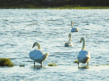 Bir grup kuğu su kenarında çimenlerin yanında.