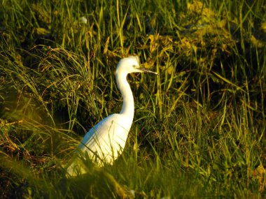Beyaz balıkçıl uzun otların arasında duruyor.