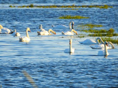 Sudaki bir grup kuş su otlarının yanında