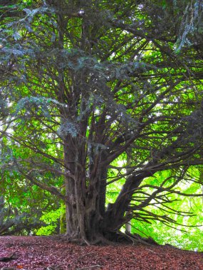 Dalları ve yaprakları çok olan bir ağaç.