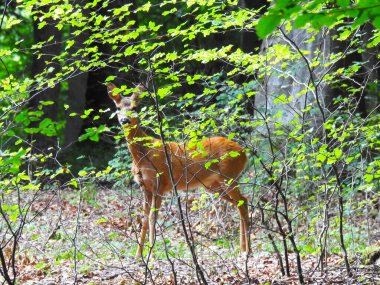 Ormandaki ağaç dallarının arkasından genç bir geyik bakıyor.