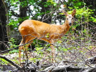 Ormandaki ağaç dallarının arkasından genç bir geyik bakıyor.