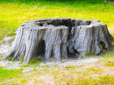 Parkta ağaç kabuğu olmayan büyük eski bir sandık.
