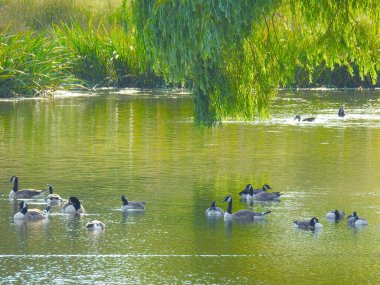Bir grup kuş ağaçların asılı dallarının altında suyun üzerinde yüzüyor.