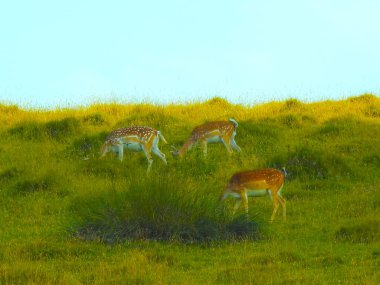 Parktaki çimlerin üzerinde bir çift geyik