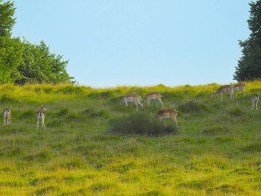Parktaki çimlerin üzerinde bir çift geyik