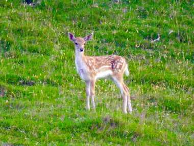 Yeşil bir arazide genç bir geyik