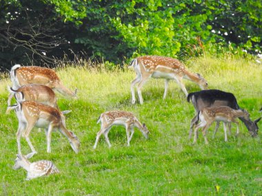 Ağaçların yakınındaki çimenli bir alanda bir geyik sürüsü.