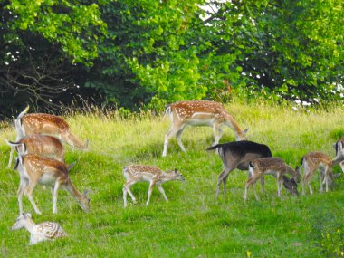 Ağaçların yakınındaki çimenli bir alanda bir geyik sürüsü.